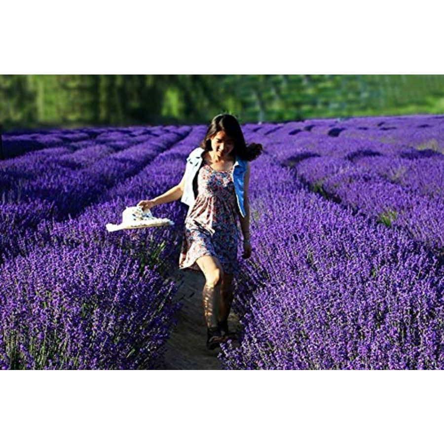 Lavender Sachet Bags, Natural  - огляд і ціна Fragrance Home Decor